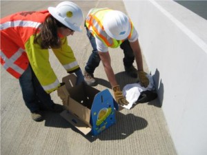 Rescue_ofsickCormorantfromSkyway416092
