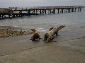 Sea_LionRelease1
